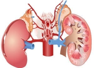 DTOX103 Cleanse Kidneys