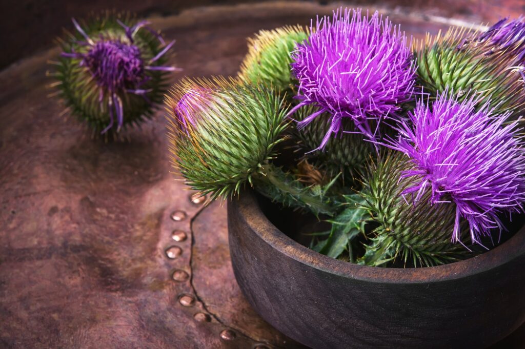 milk thistle flower