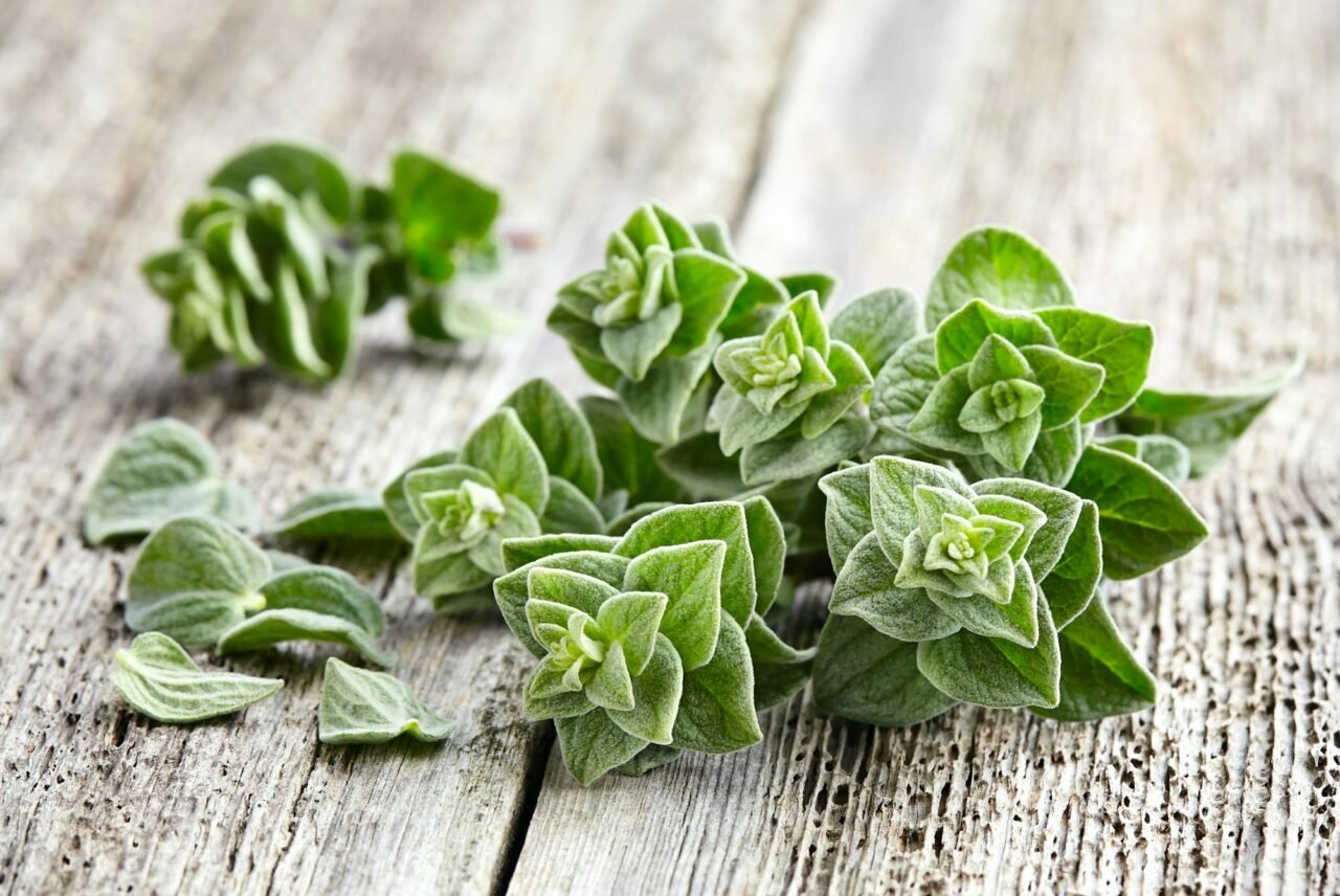 Oregano spices on wooden background