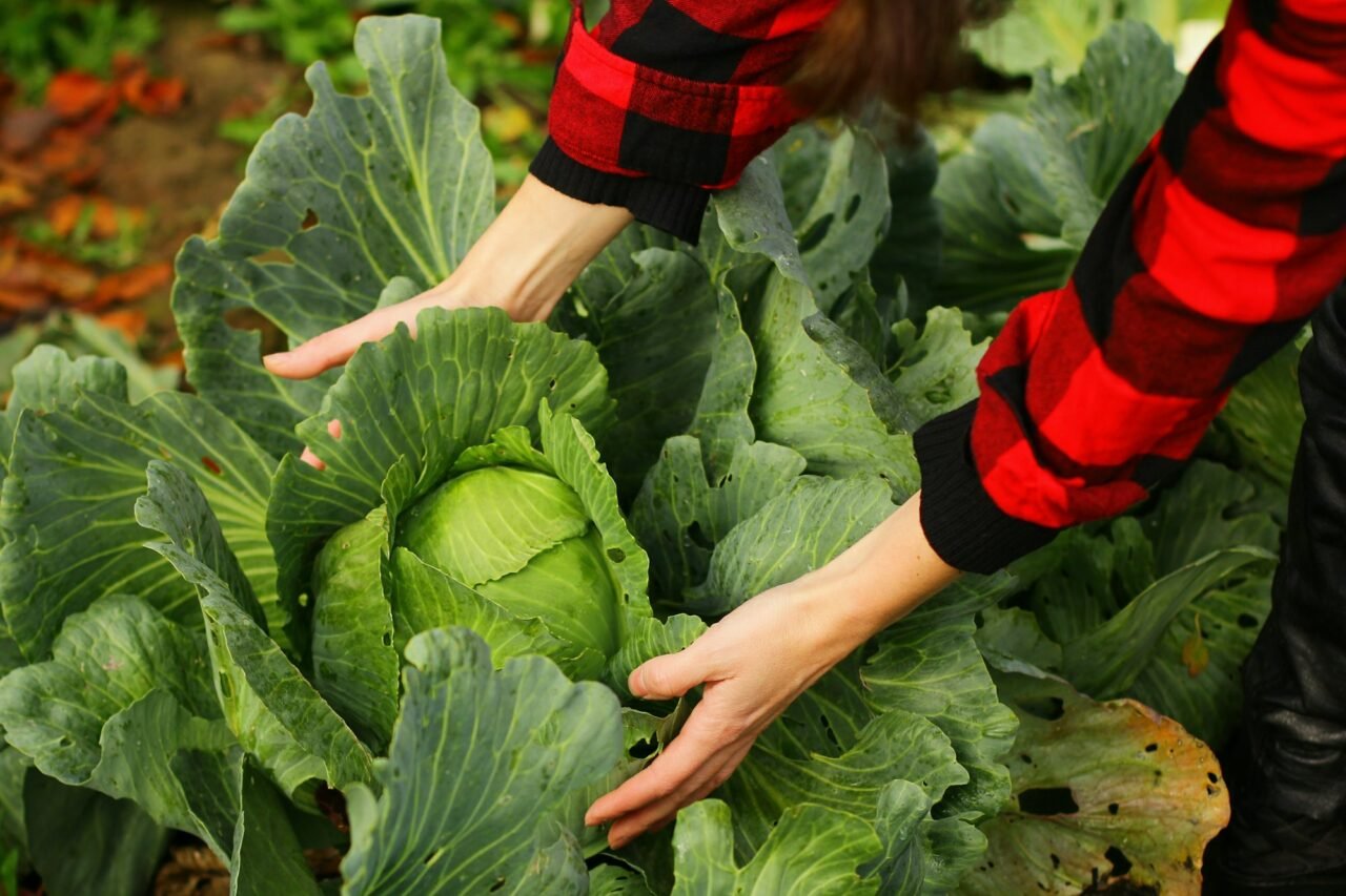 cabbage