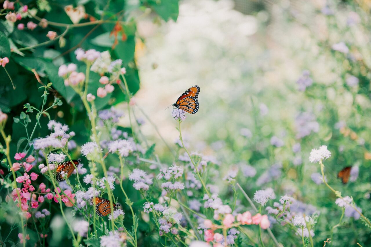 Monarch butterfly in field of flowers