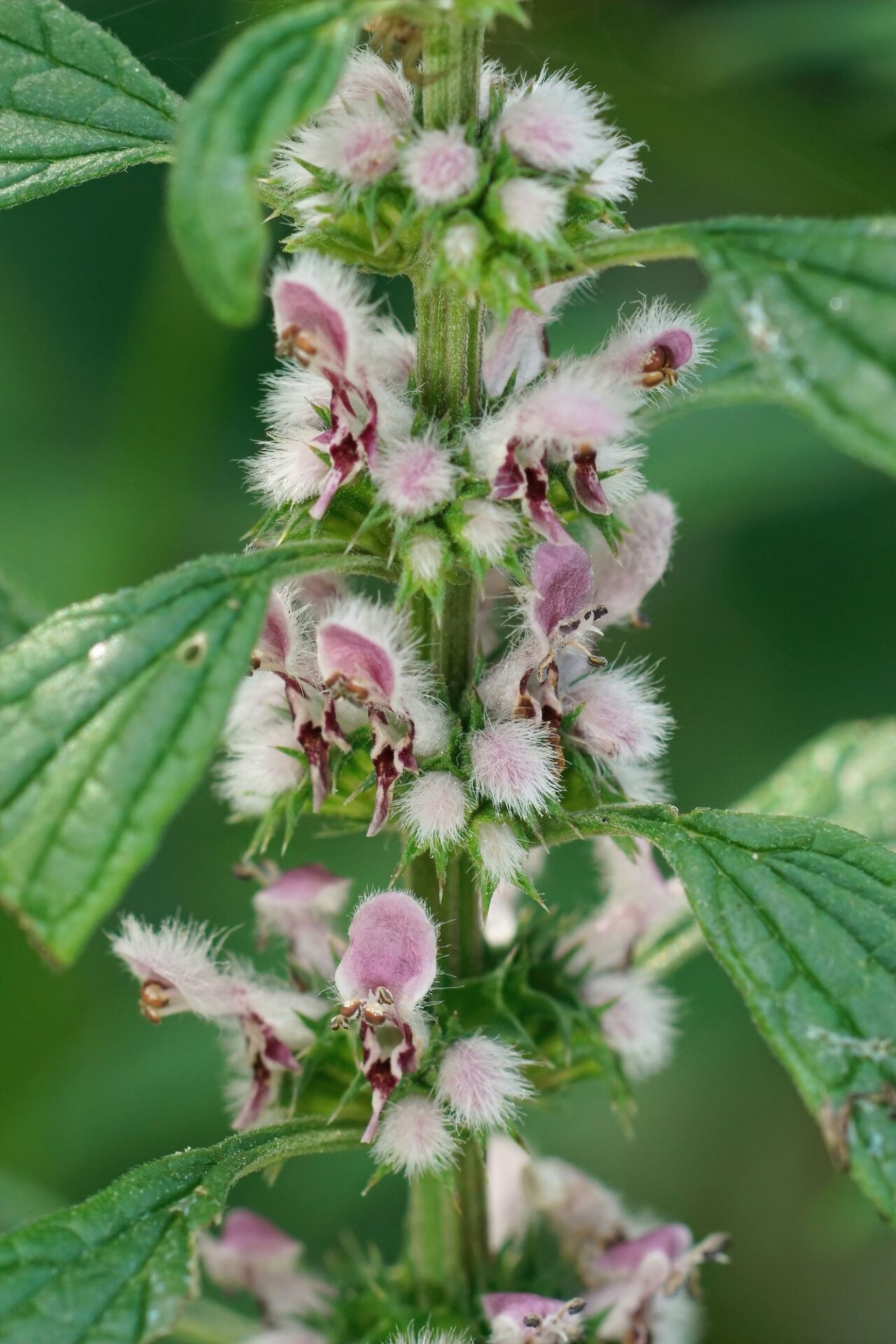 Vertical closeup on the hairy pink flowers of Motherwort, Leonurus cardiaca