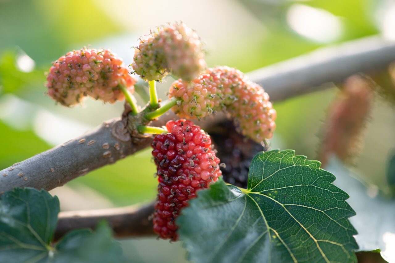 Growing mulberries