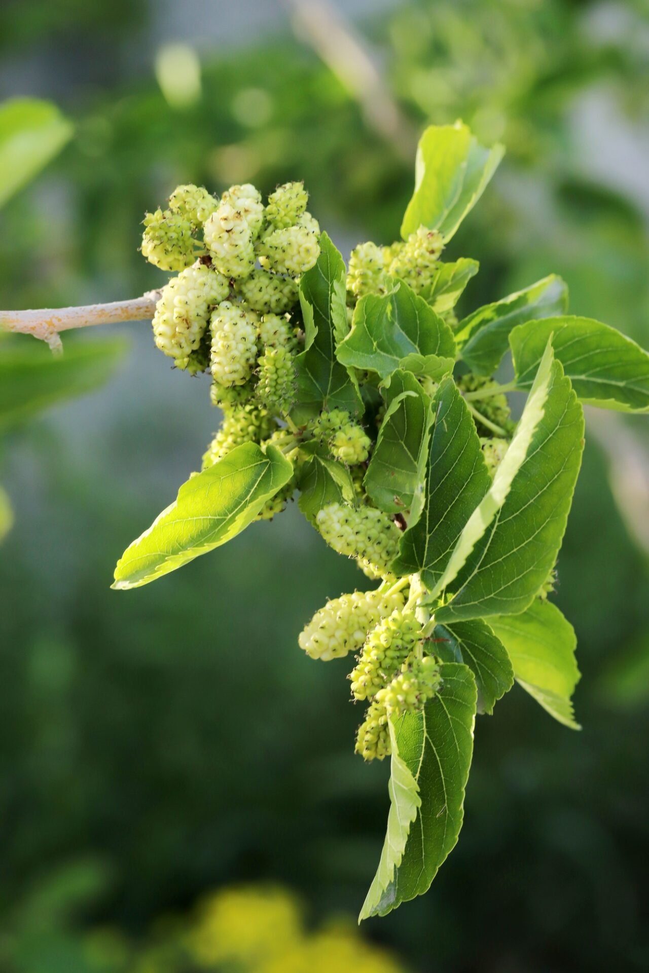 Mulberry berries close-up on a tree branch